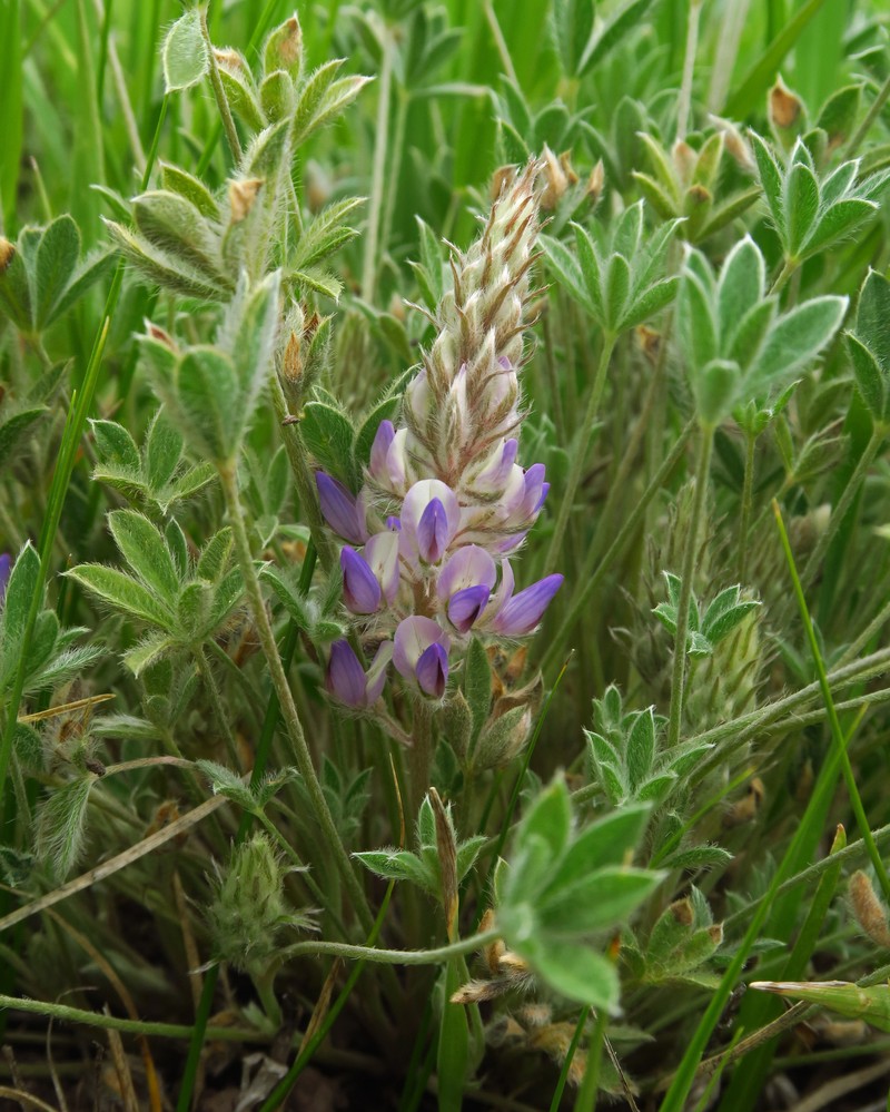 Cusick's Lupine photo 2