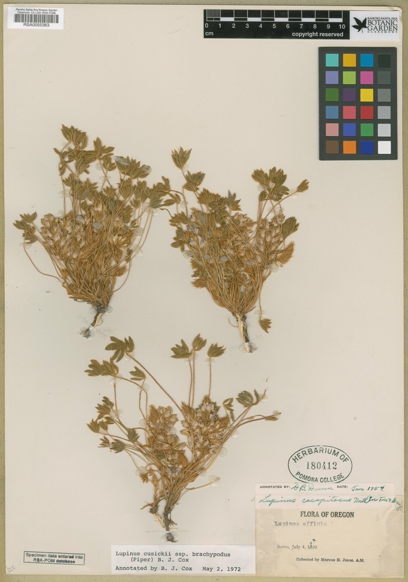 Lupinus cusickii subsp. brachypodus photo 3