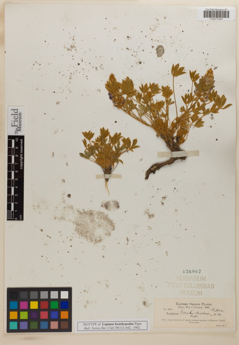 Lupinus cusickii subsp. brachypodus
