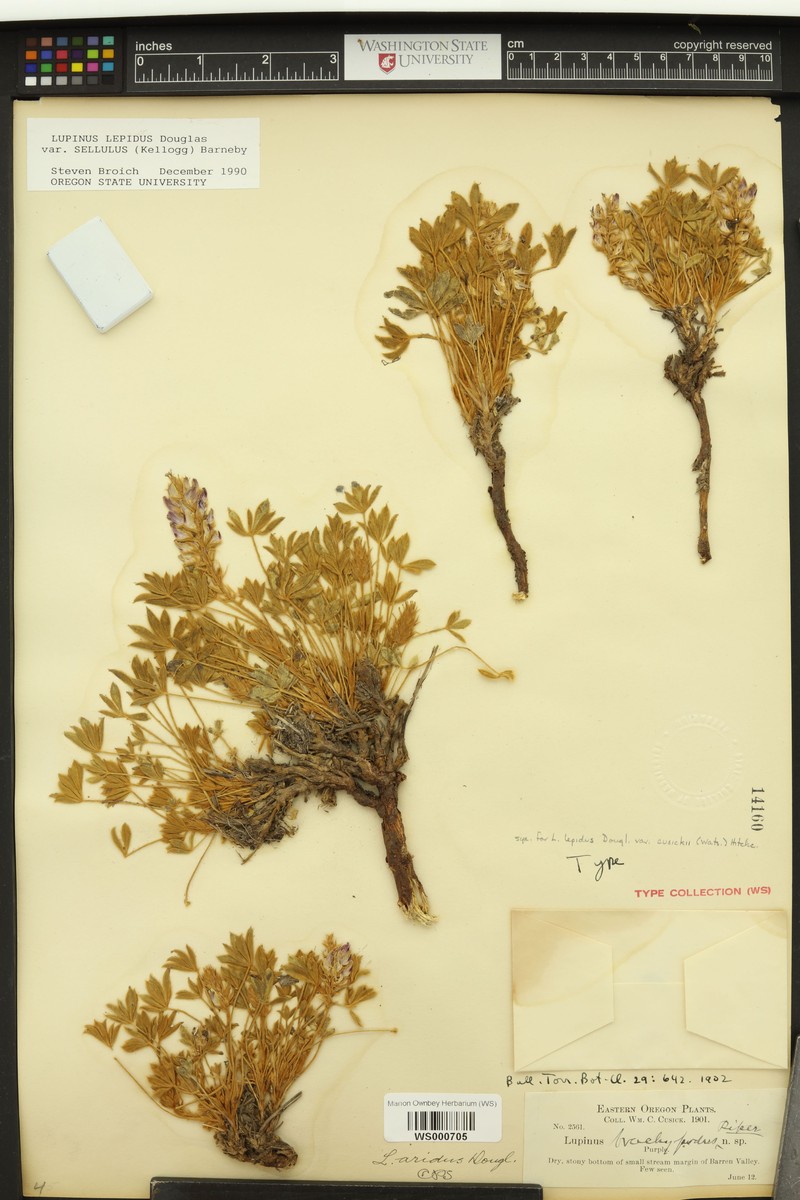 Lupinus cusickii subsp. brachypodus photo 2