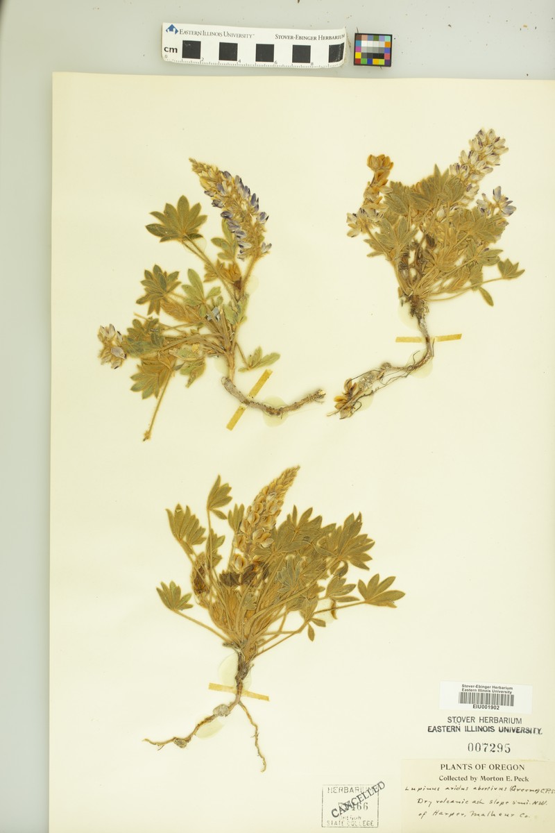 Lupinus cusickii subsp. cusickii