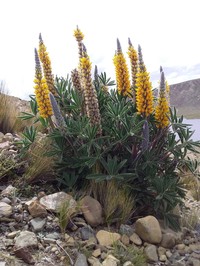 Lupinus cuzcensis