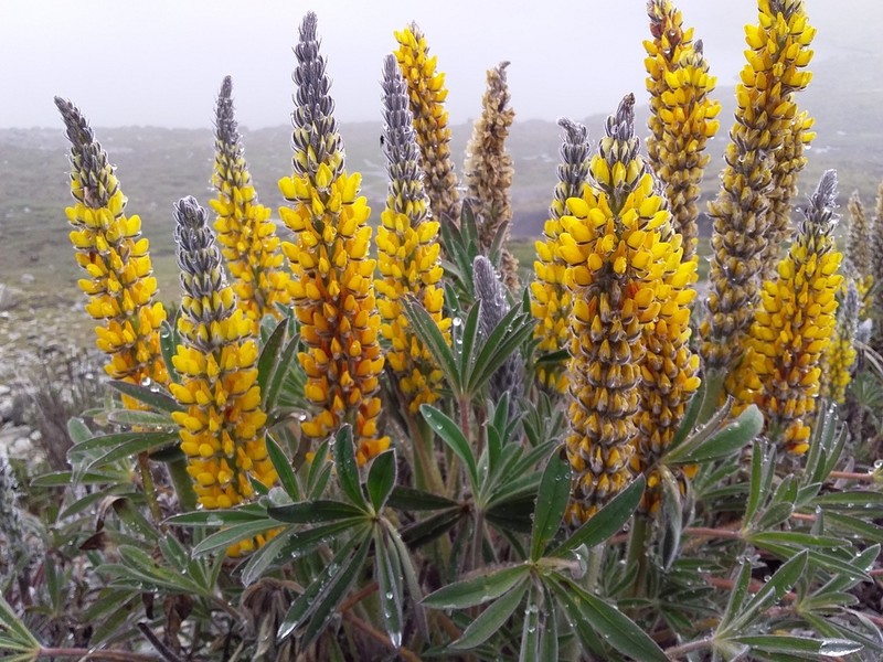 Lupinus cuzcensis photo 2