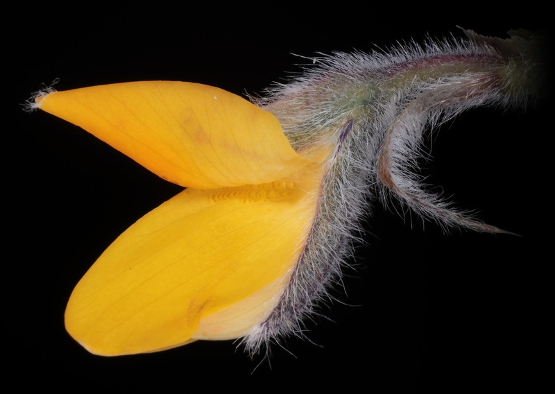 Lupinus cuzcensis photo 3
