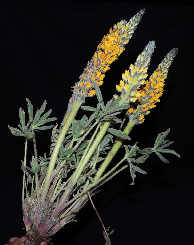 Lupinus cuzcensis photo 4