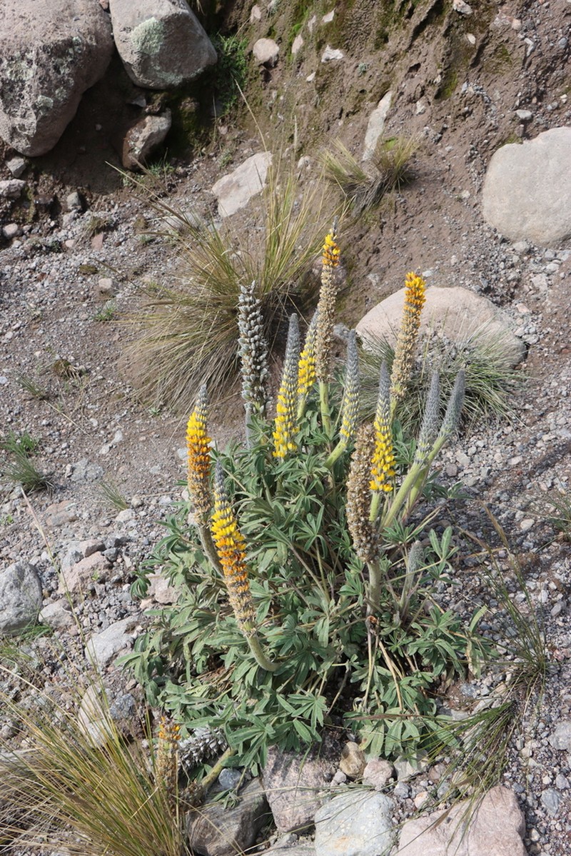 Lupinus cuzcensis photo 5