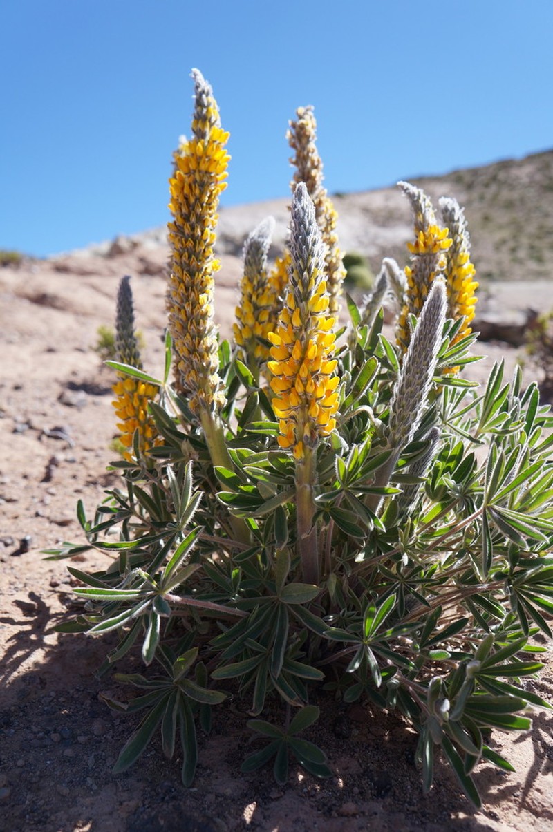 Lupinus cuzcensis photo 6