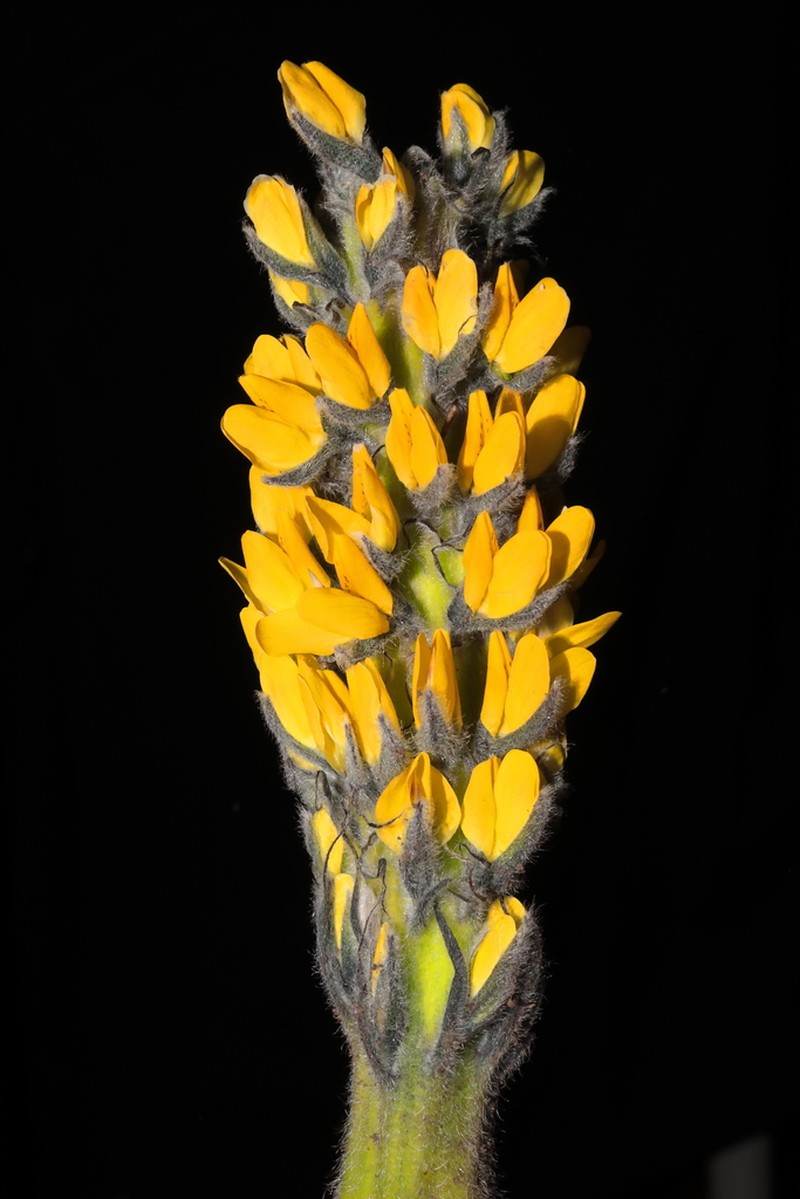 Lupinus cuzcensis photo 7