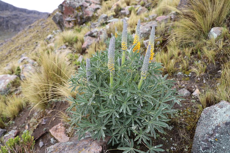 Lupinus cuzcensis photo 8