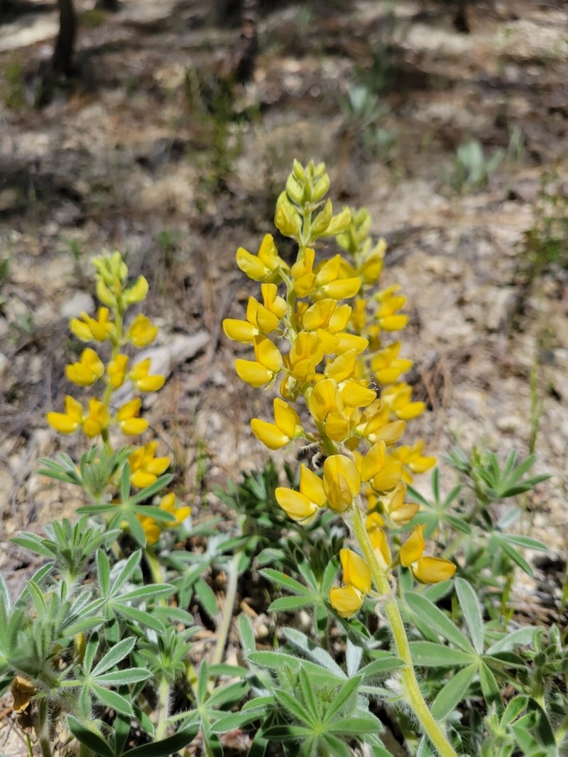 Quincy Lupine photo 3