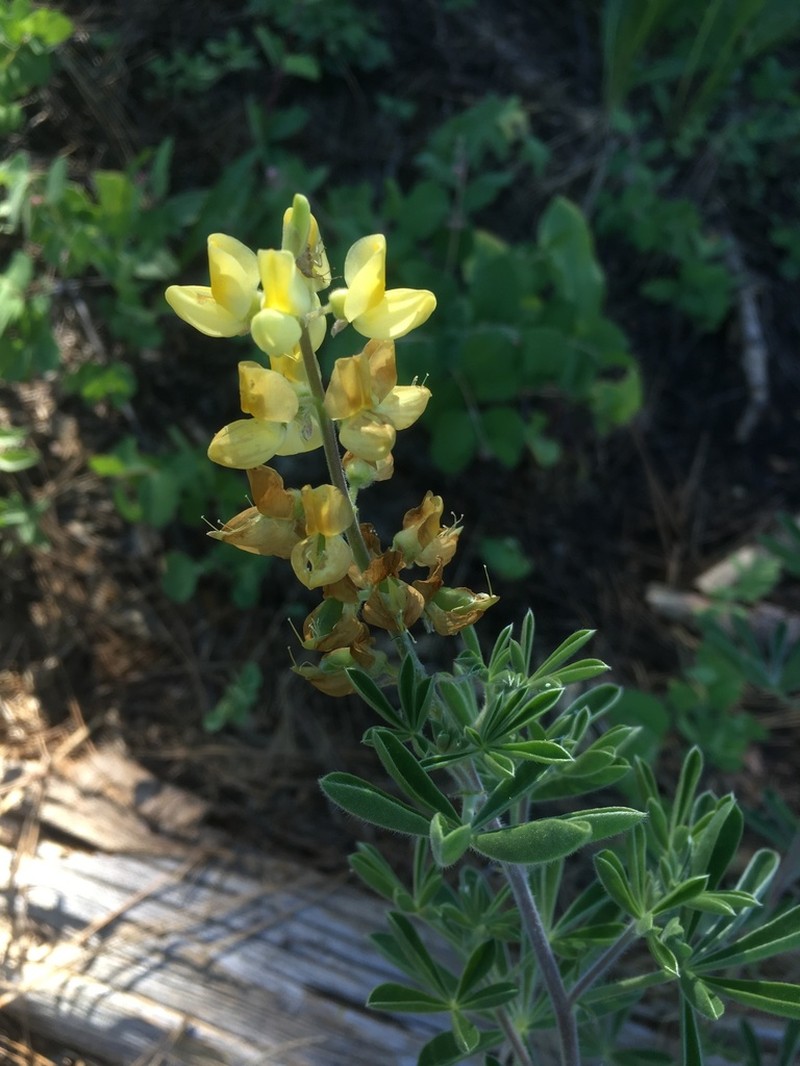 Quincy Lupine photo 4