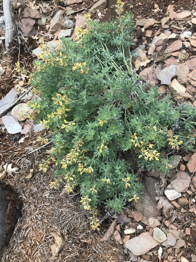 Quincy Lupine photo 5