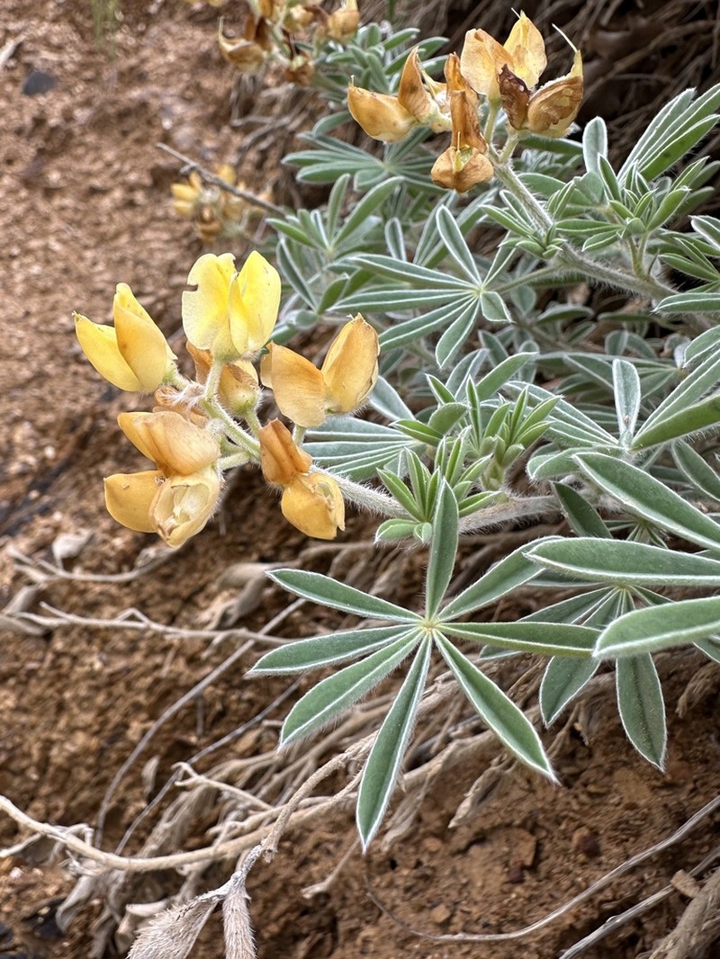 Quincy Lupine photo 6