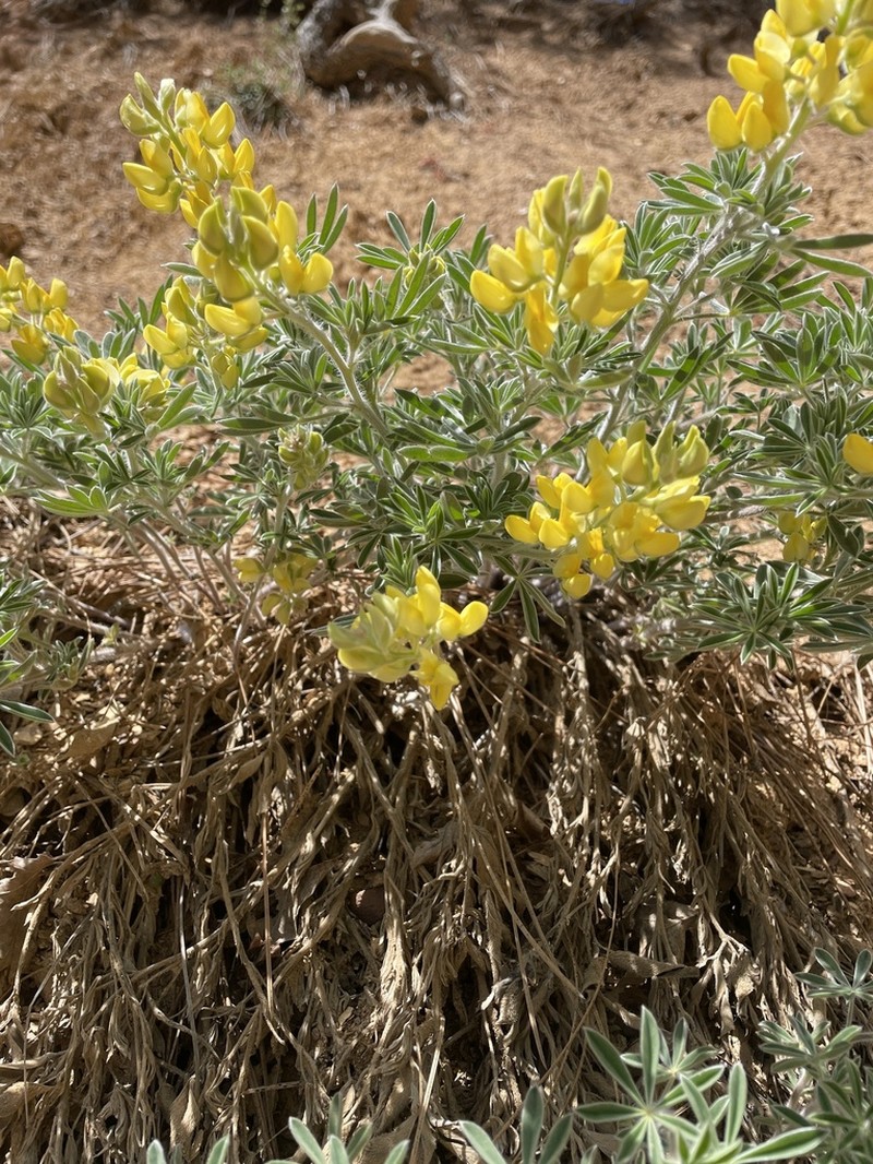 Quincy Lupine photo 7