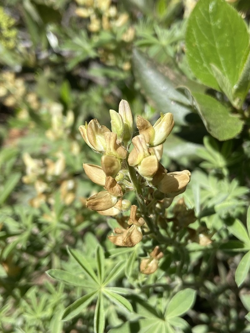 Quincy Lupine photo 8