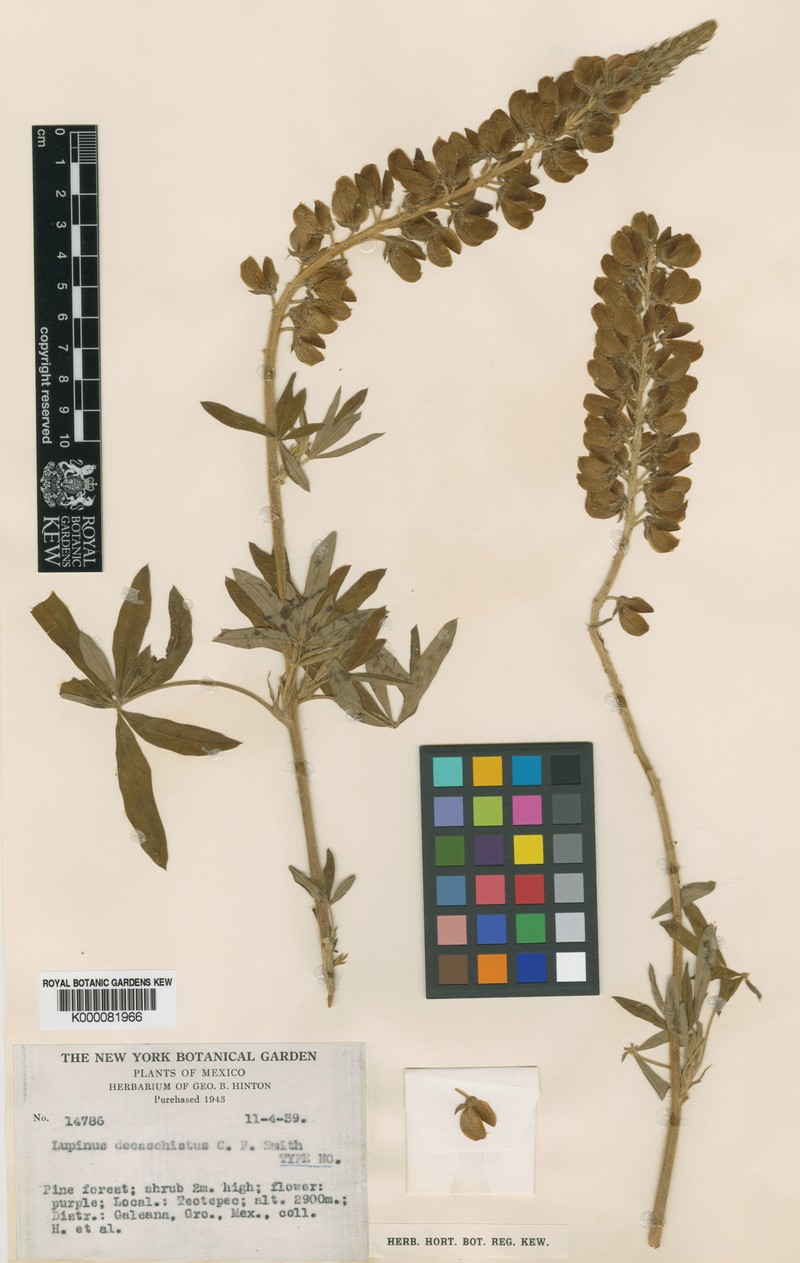 Lupinus decaschistus photo 2