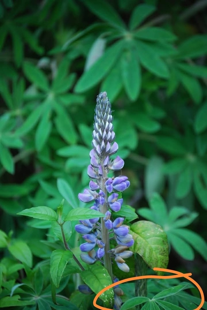 Lupinus decaschistus