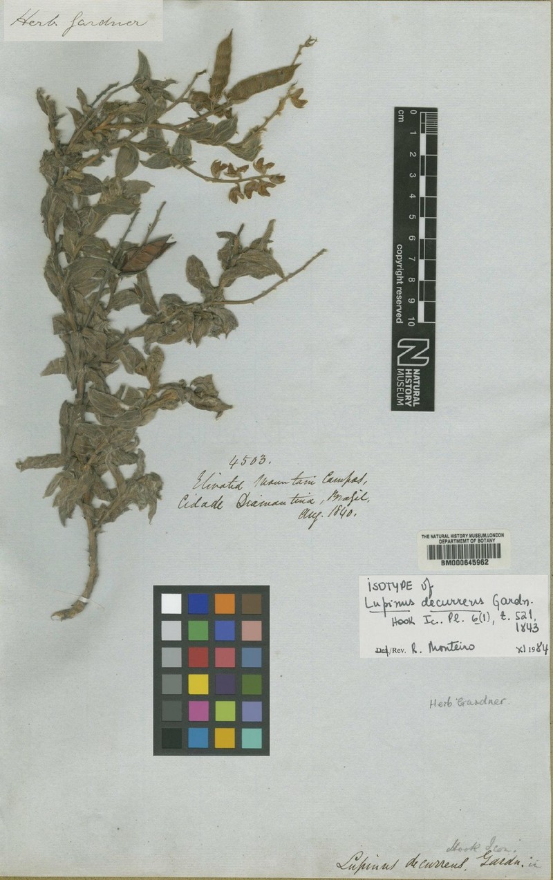 Lupinus decurrens