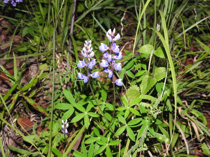Lupinus delicatulus photo 2