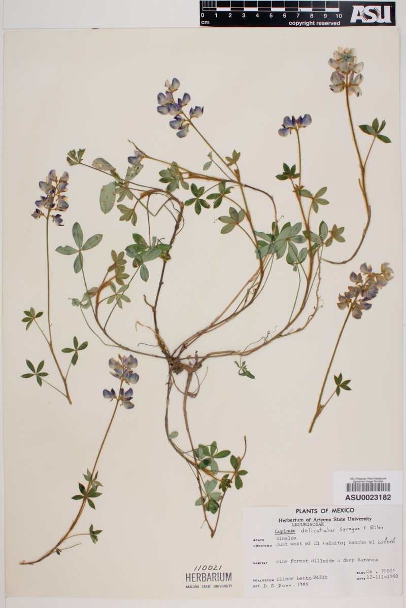 Lupinus delicatulus photo 3