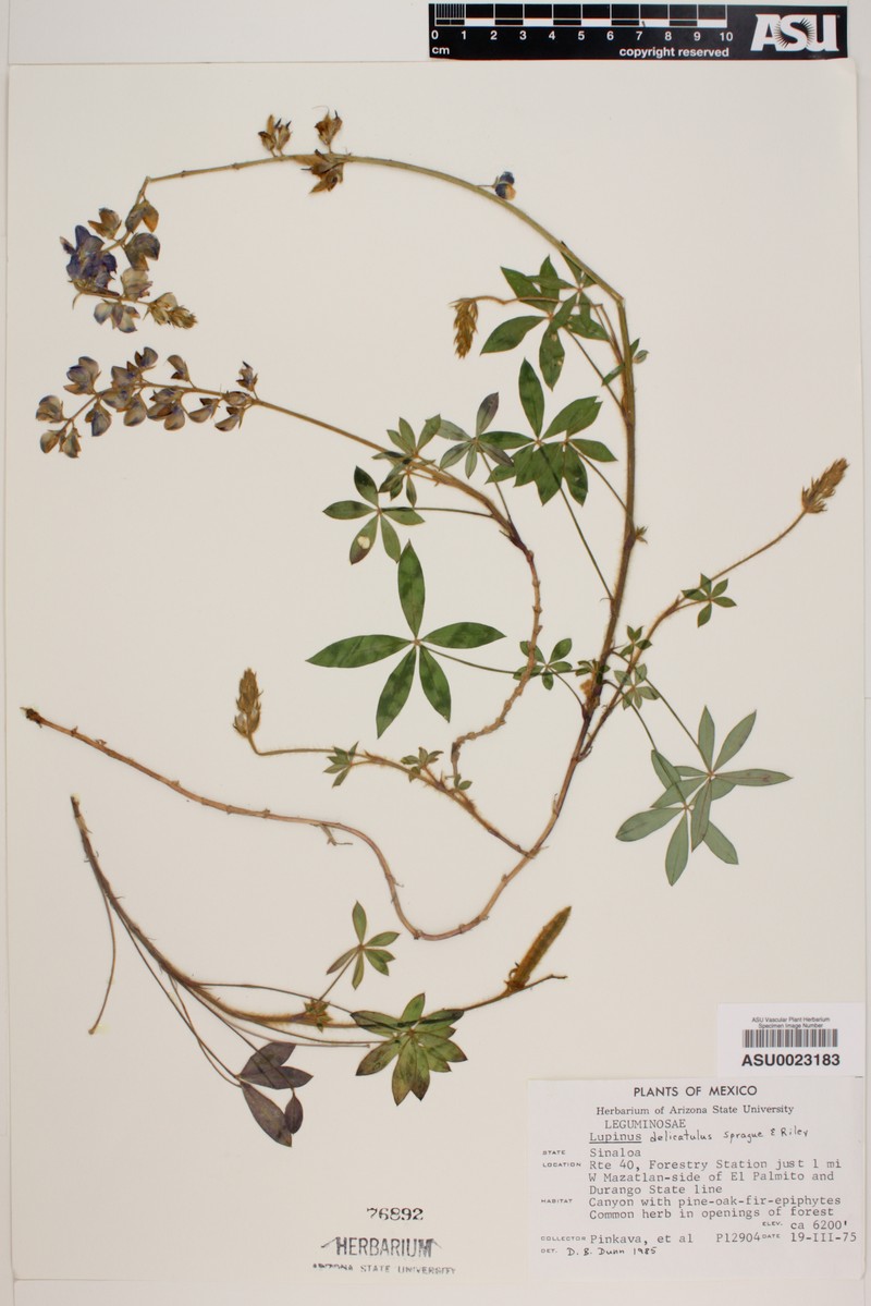 Lupinus delicatulus photo 4