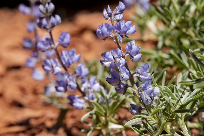 Depressed Lupine photo 2