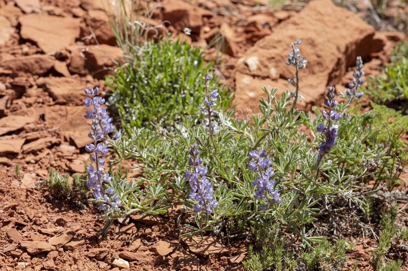 Depressed Lupine photo 3