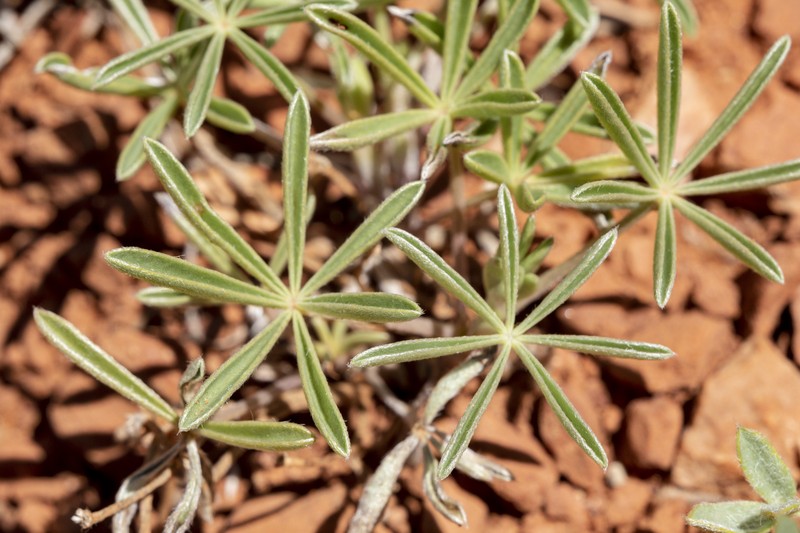 Depressed Lupine photo 4