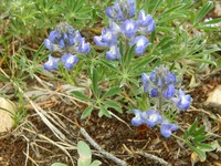 Depressed Lupine