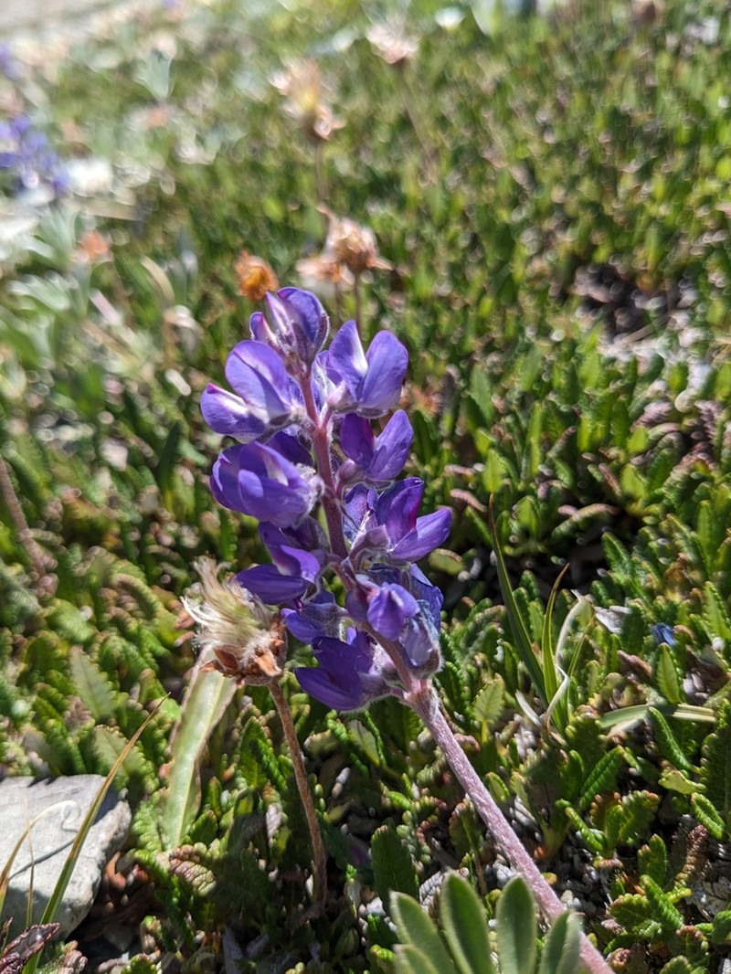 Depressed Lupine photo 2