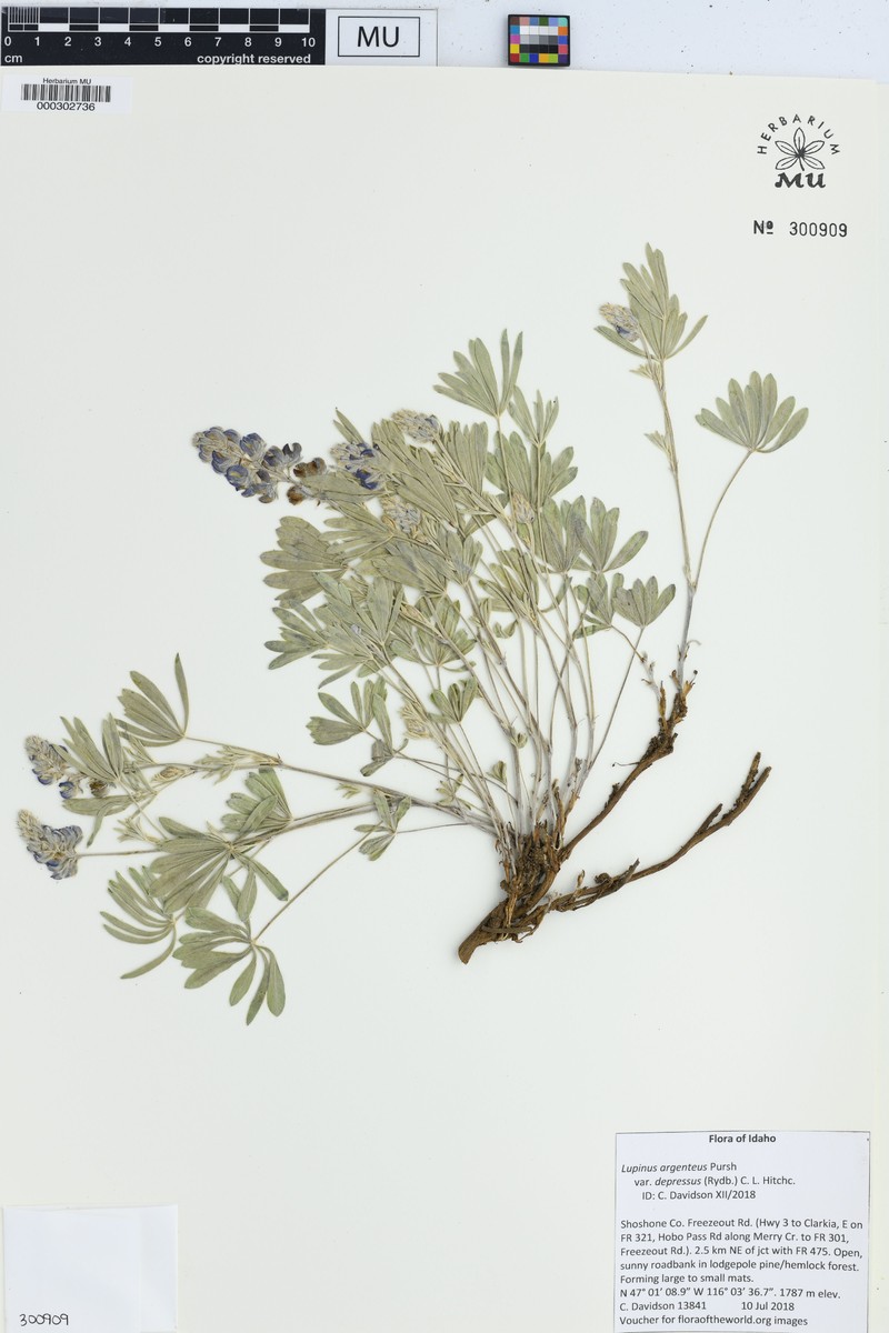 Depressed Lupine photo 4