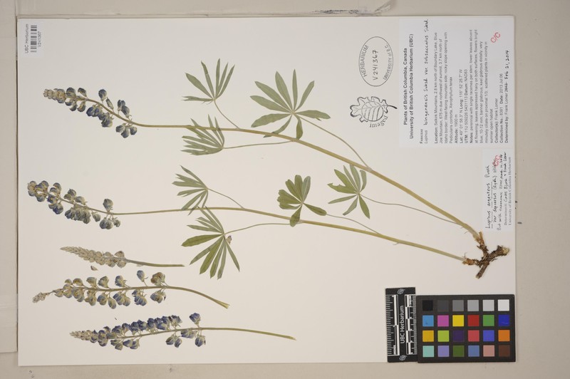 Depressed Lupine photo 5