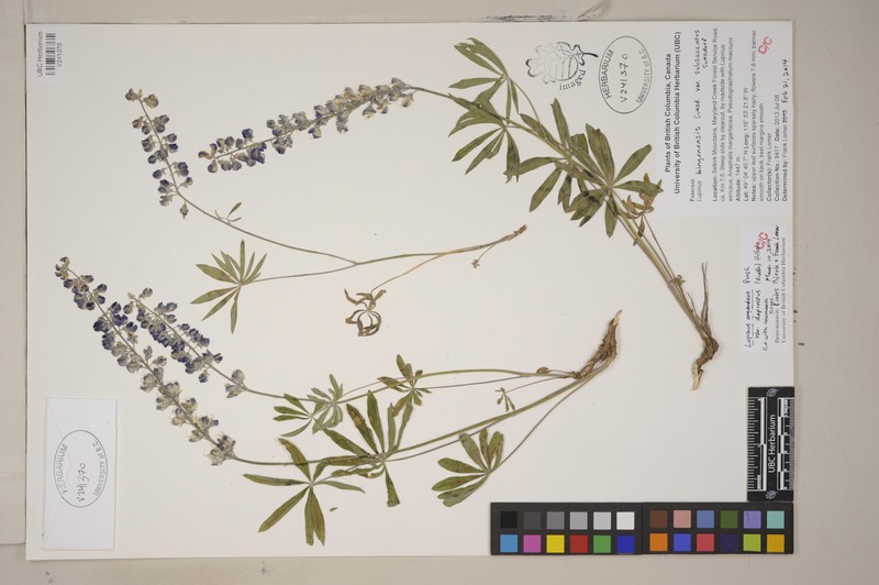Depressed Lupine photo 6