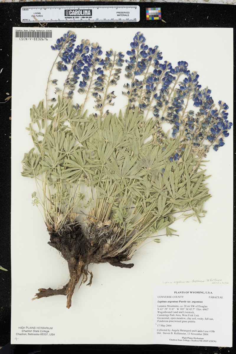 Depressed Lupine photo 7