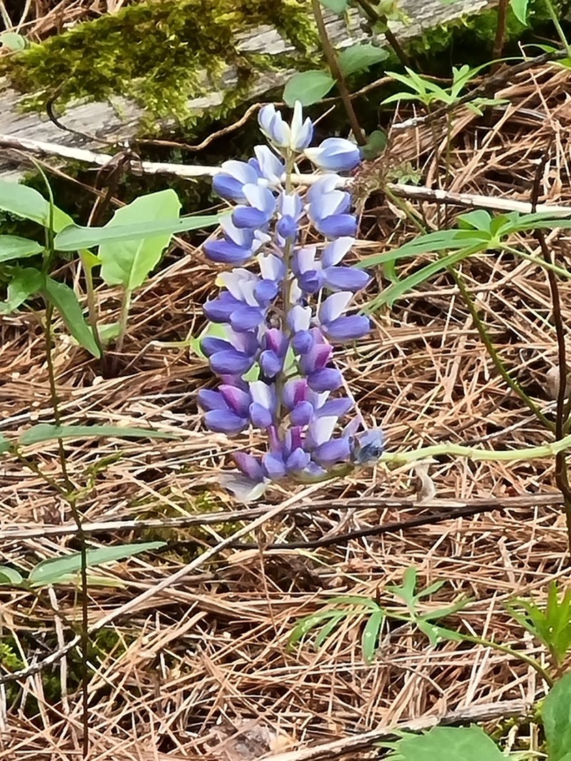 Lupinus diehlii photo 2
