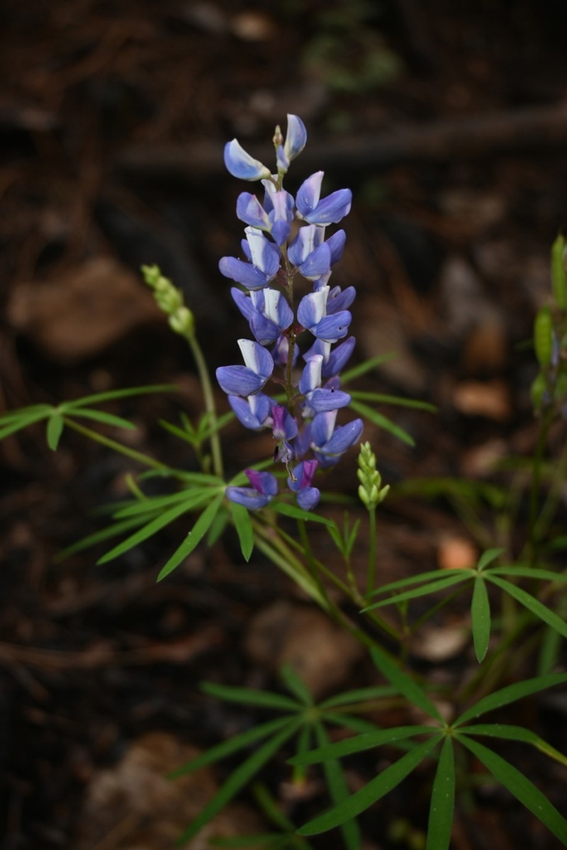 Lupinus diehlii photo 3