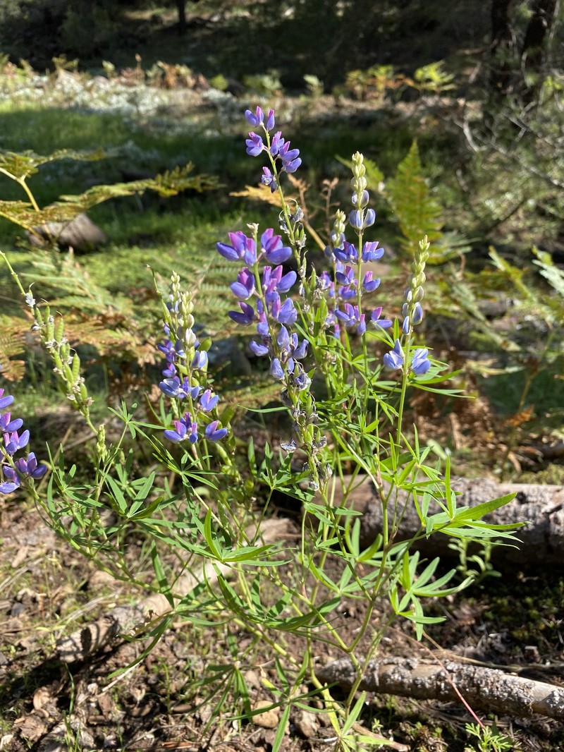 Lupinus diehlii photo 5