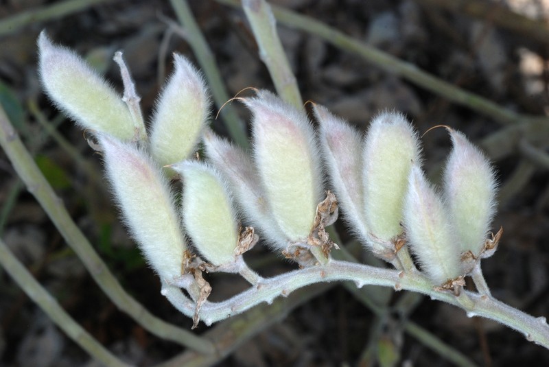Oak Ridge Lupine photo 2