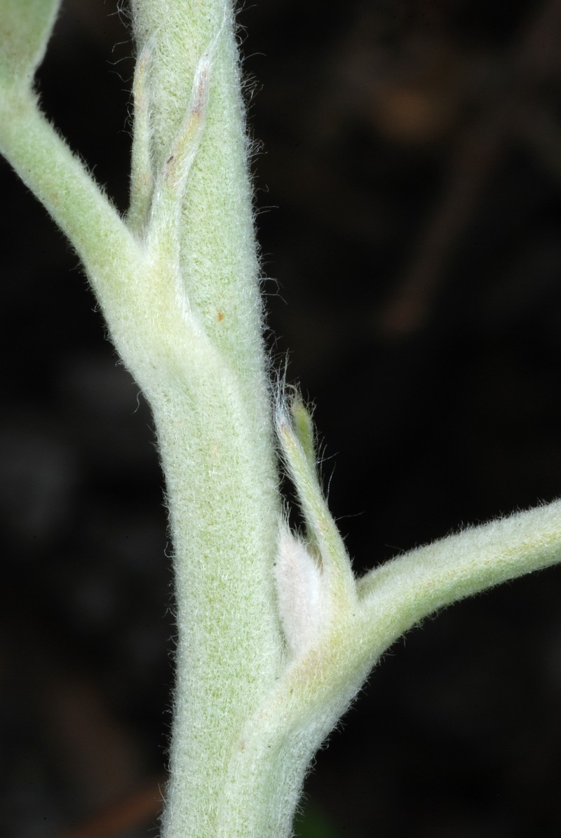 Oak Ridge Lupine photo 5