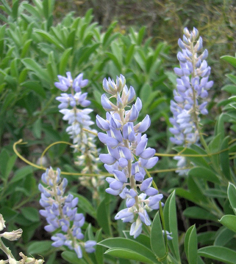Oak Ridge Lupine photo 7