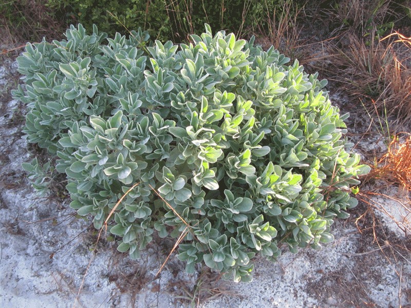 Oak Ridge Lupine photo 8