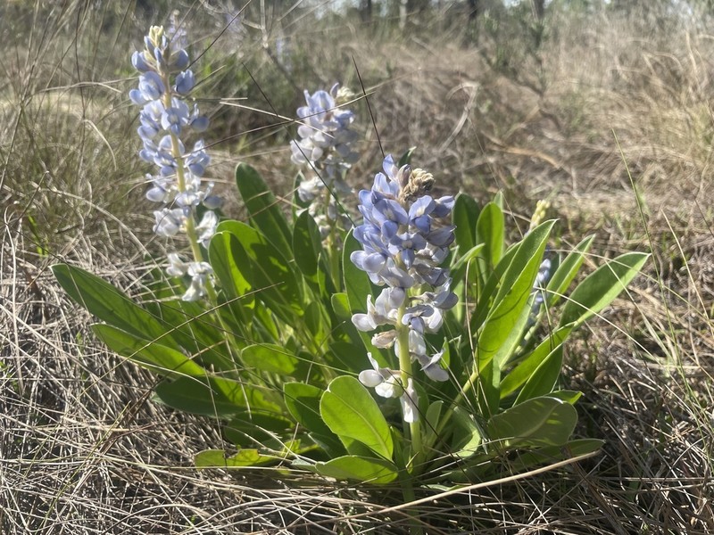 Oak Ridge Lupine