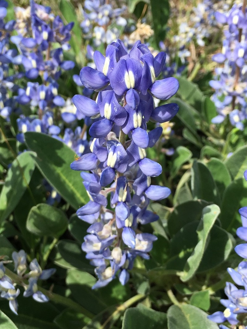 Oak Ridge Lupine photo 2