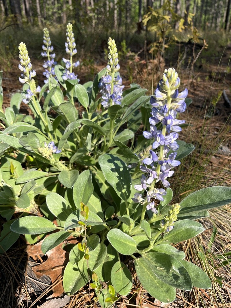 Oak Ridge Lupine photo 3