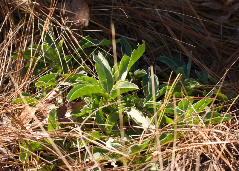 Oak Ridge Lupine photo 4