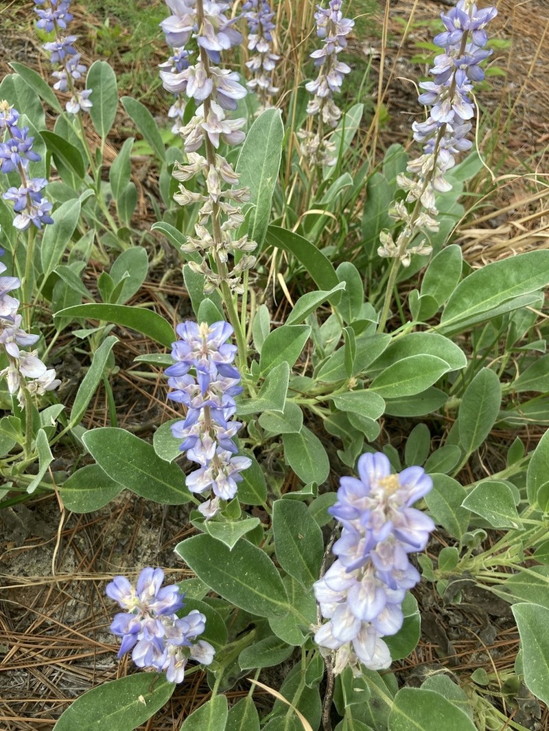 Oak Ridge Lupine photo 5