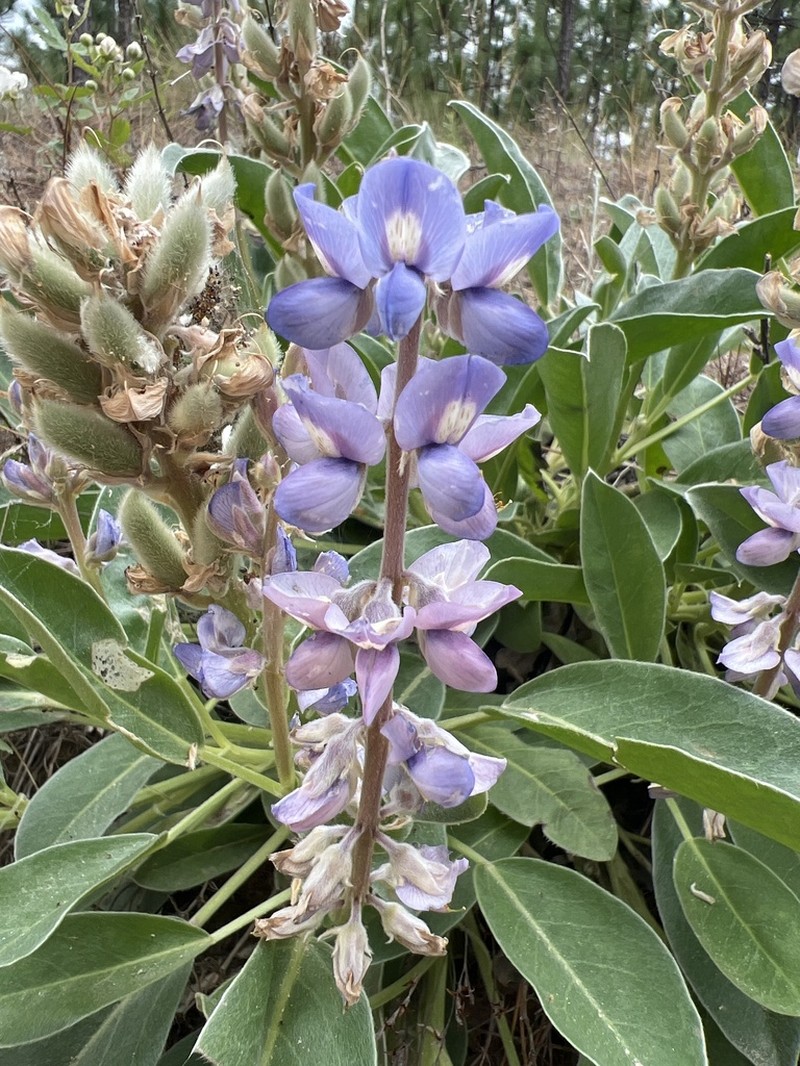 Oak Ridge Lupine photo 6
