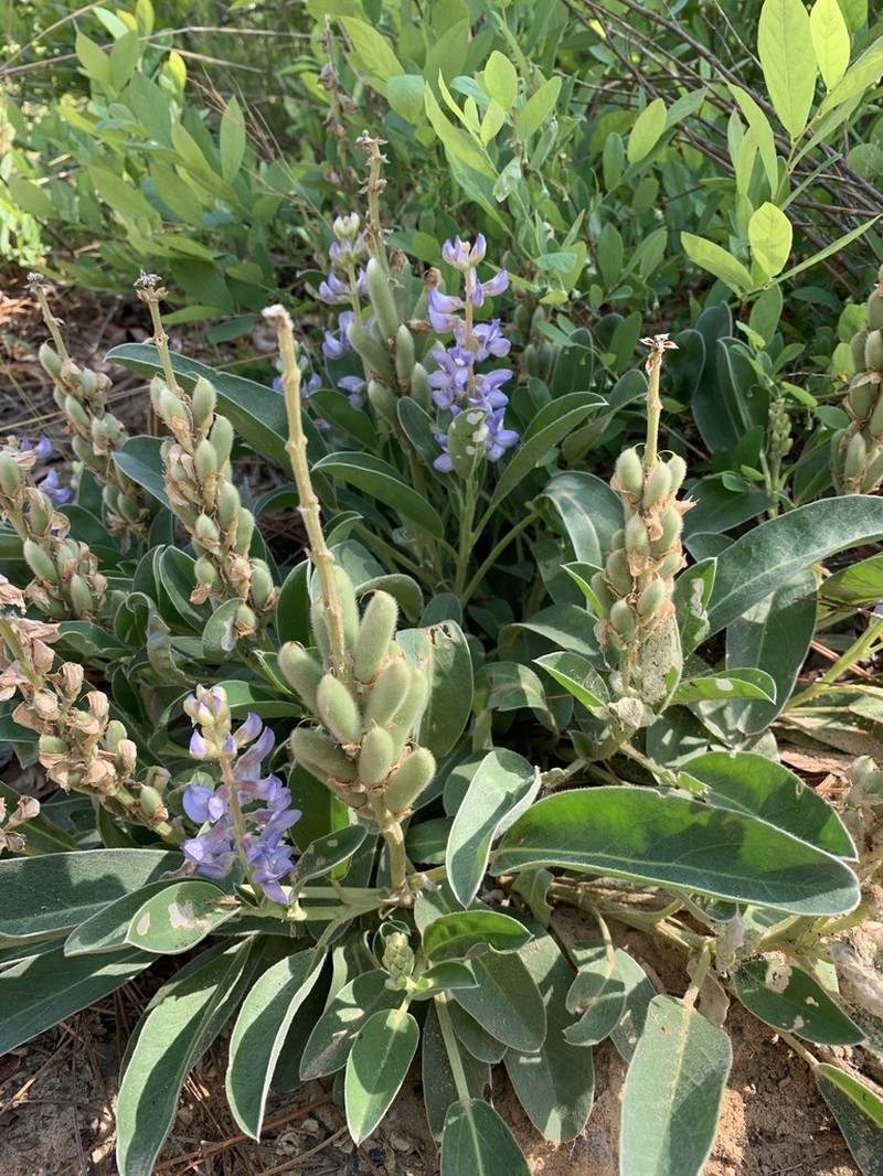 Oak Ridge Lupine photo 7