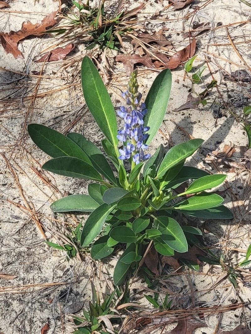 Oak Ridge Lupine photo 8