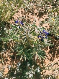 Lupinus digitatus